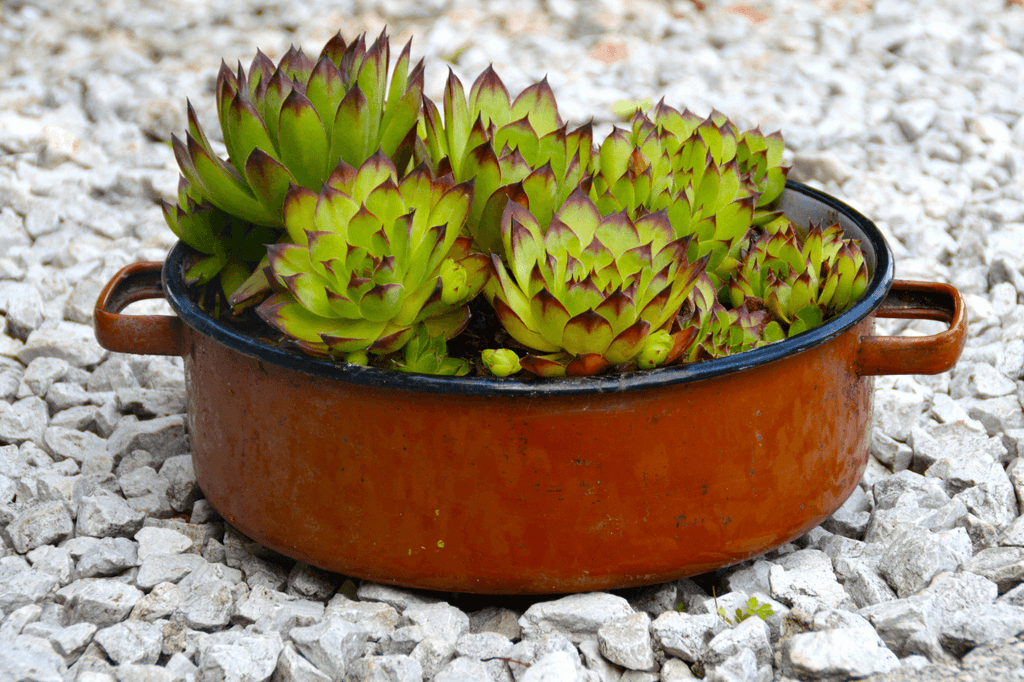 Piante grasse resistenti al freddo e facili da curare 6