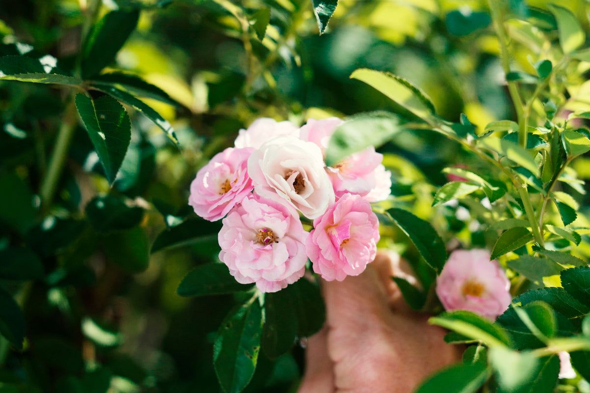 Rose picking