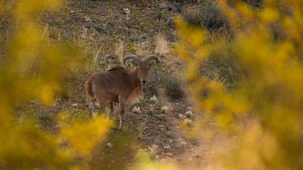 Big Bend - Big Horn Sheep