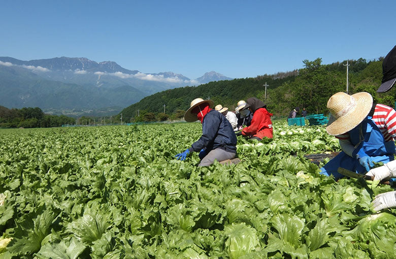 栄農人 長野県より産地直送のいちご きのこ