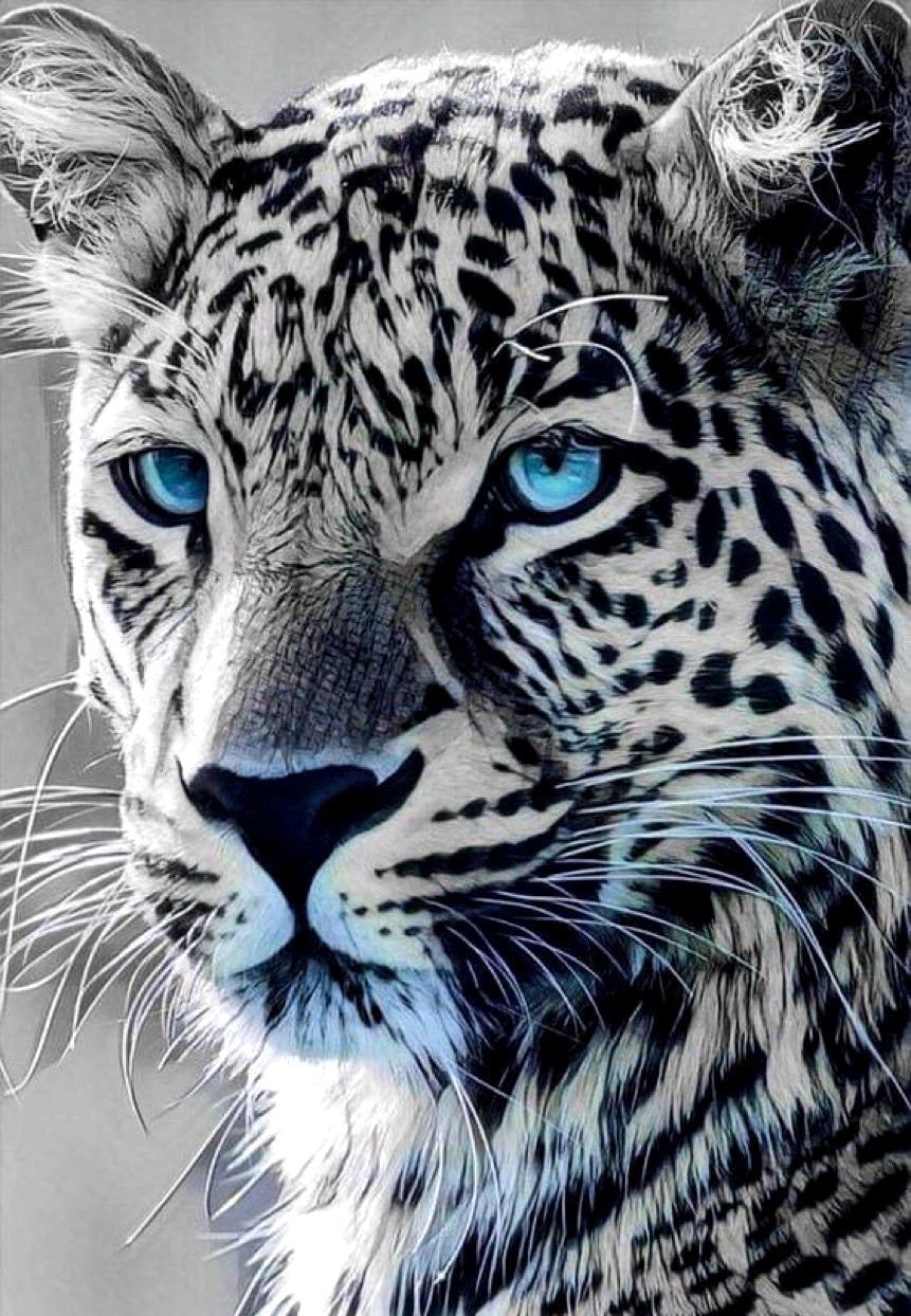 snow leopard with blue eyes