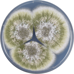 Aspergillus