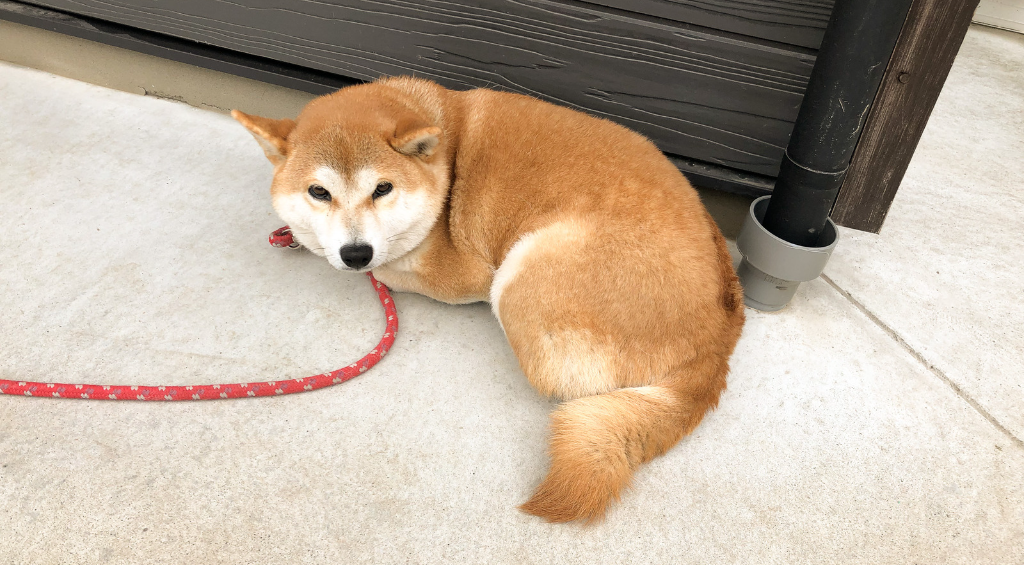 のうカフェ　犬　おかき