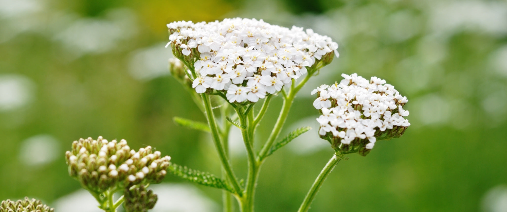 achillea-millefoglie-cosmetico-cosmetica-solida-vegana-biodizionario-officina-saponi-cosmetici