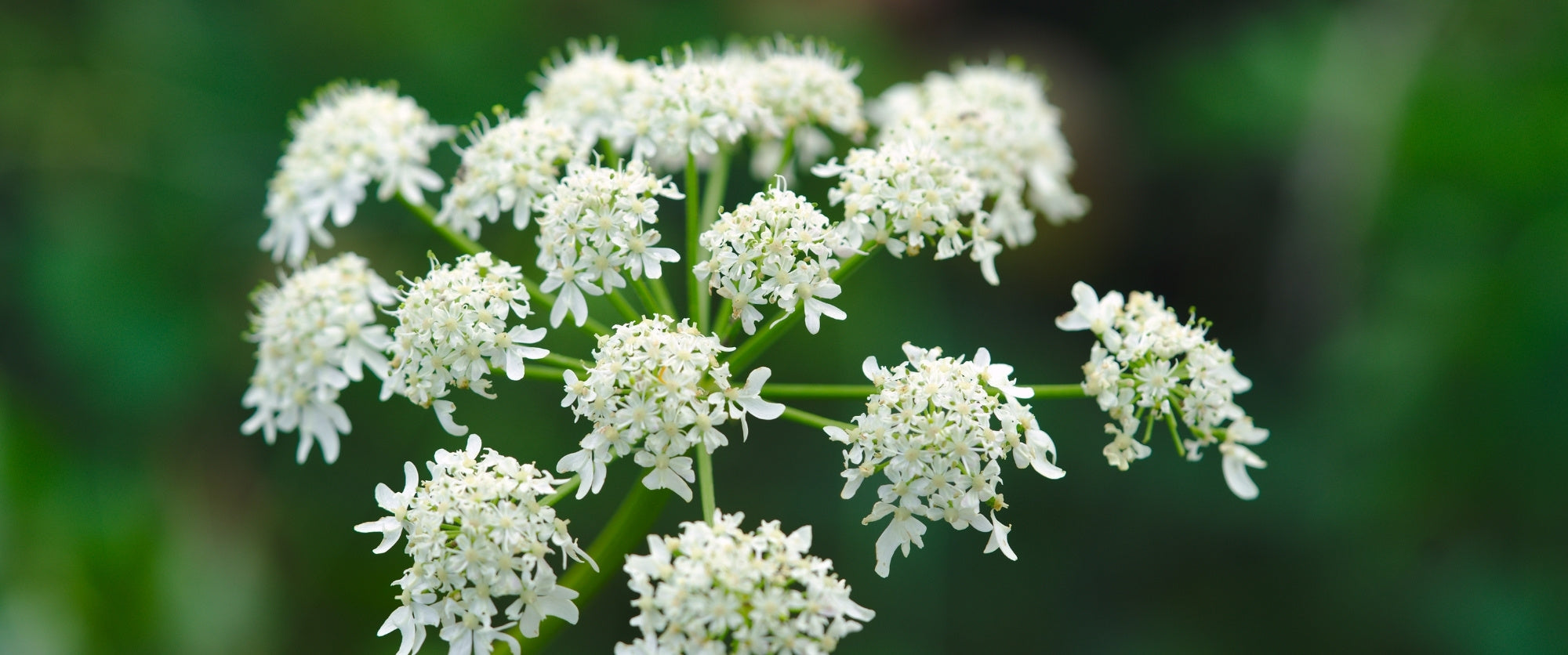 angelica-flower-cosmetico-cosmetica-solida-vegana-biodizionario-officina-saponi-cosmetici