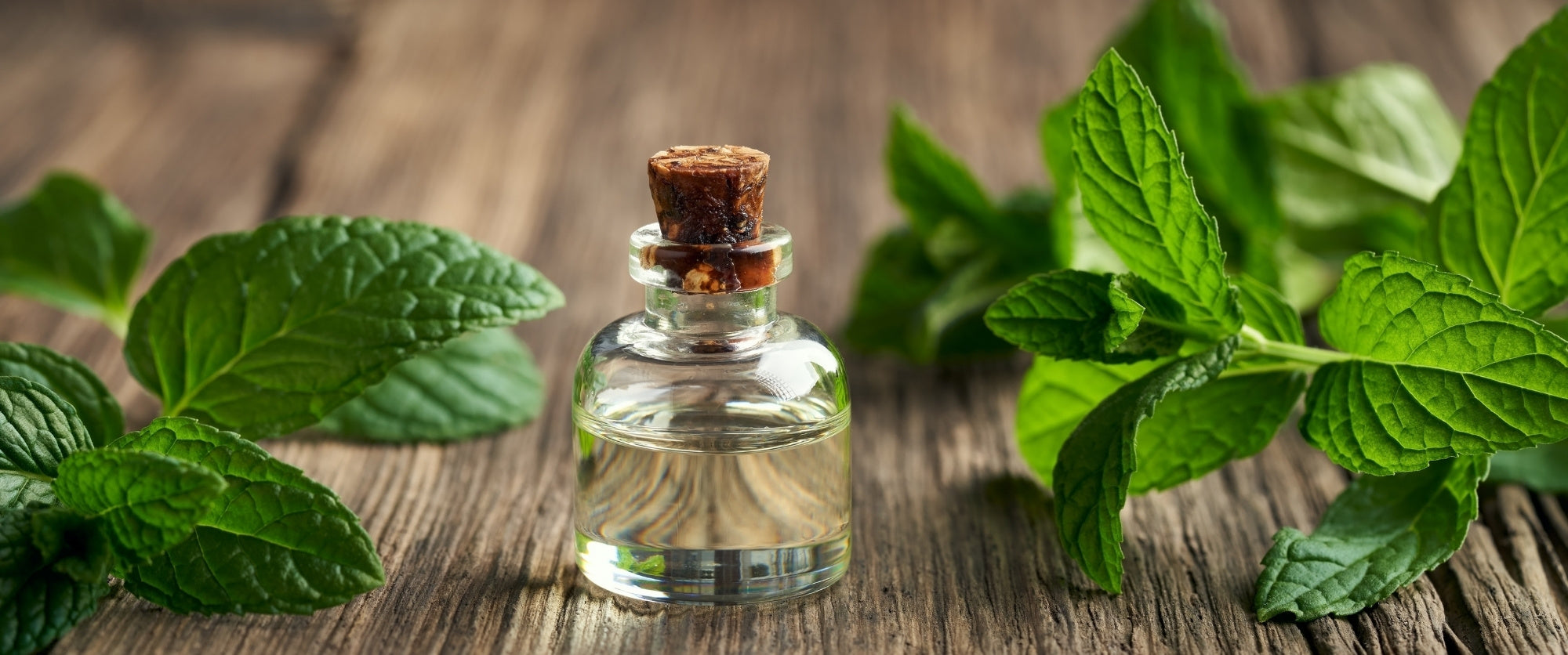 olio-menta-piperita-estratto-cosmetico-cosmetica-solida-vegana-biodizionario-officina-saponi-cosmetici-menta-piperita