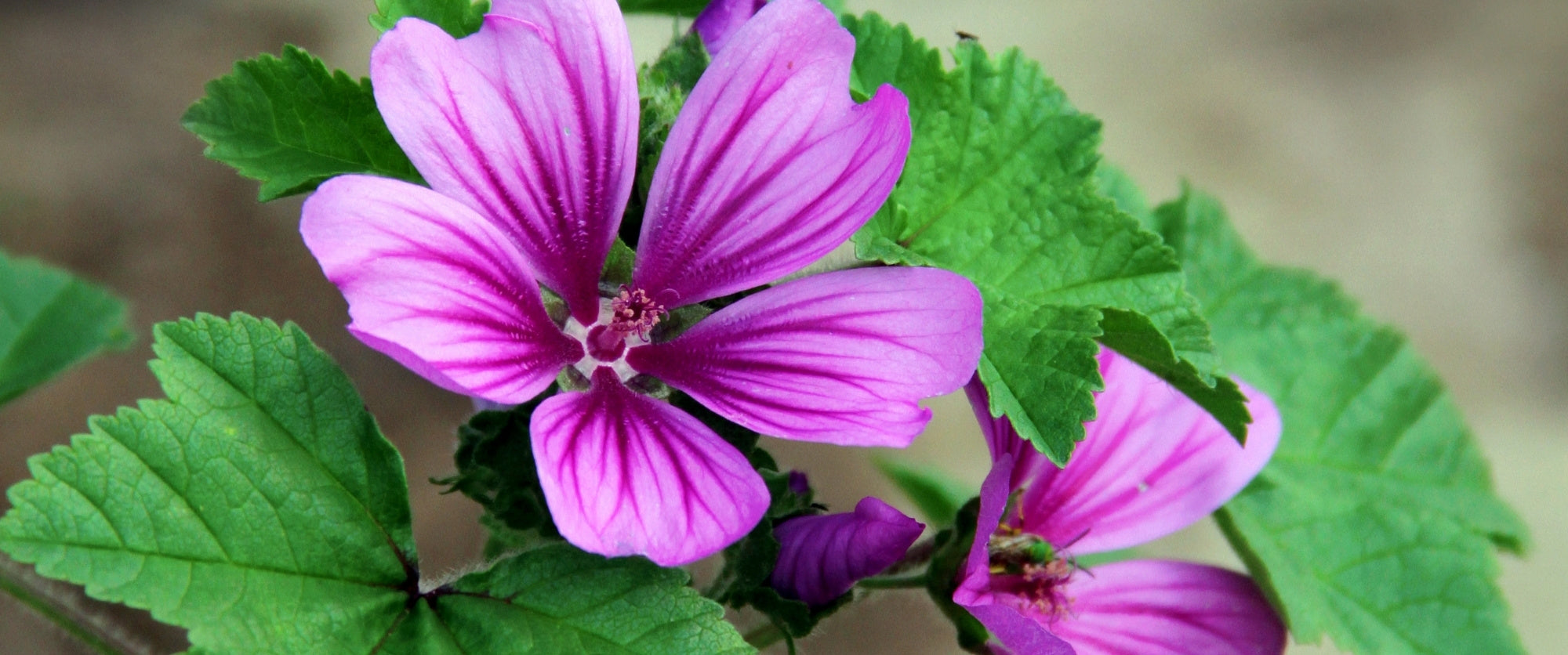 malva-acqua-cosmetico-cosmetica-solida-vegana-biodizionario-officina-saponi-cosmetici