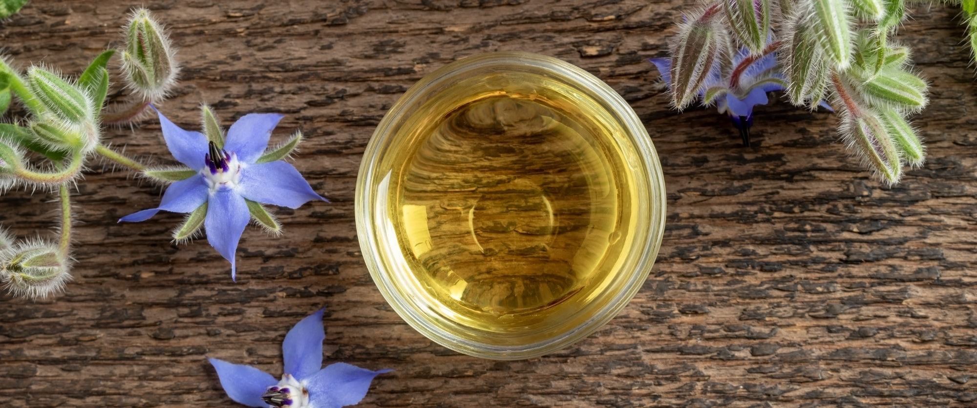 olio-borragine-borrago-seed-oil-cosmetico-cosmetica-solida-vegana-biodizionario-officina-saponi-cosmetici