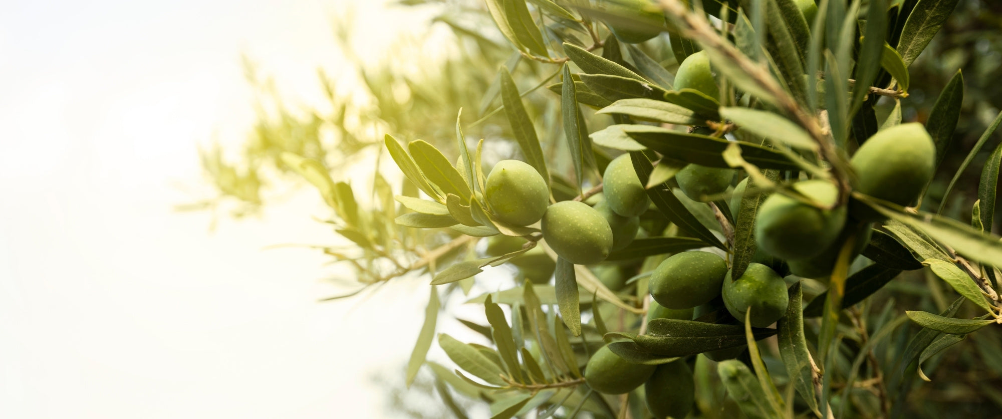 olive-oliva-olio-cosmetico-cosmetica-solida-vegana-biodizionario-officina-saponi-cosmetici