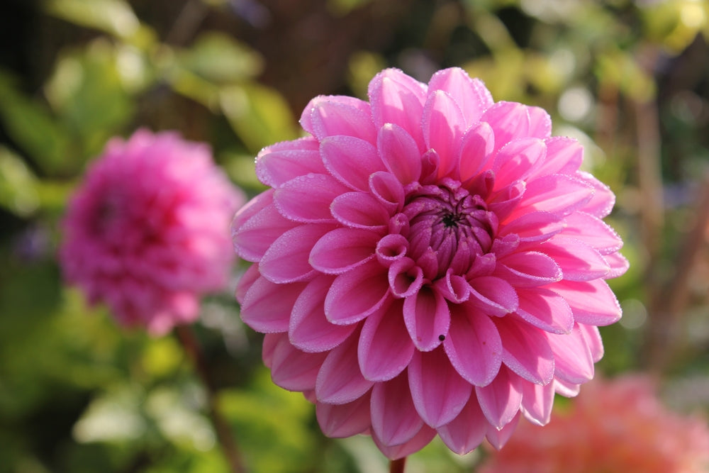 bright pink dahlias