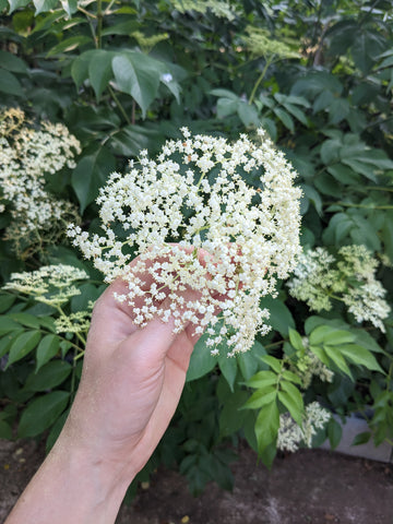 wild foraged elderflower with beautiful white flowers