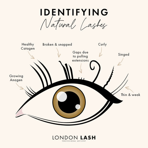 a graphic showing different types of natural lashes to help identify damage