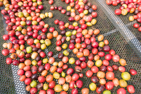 coffee processing natural