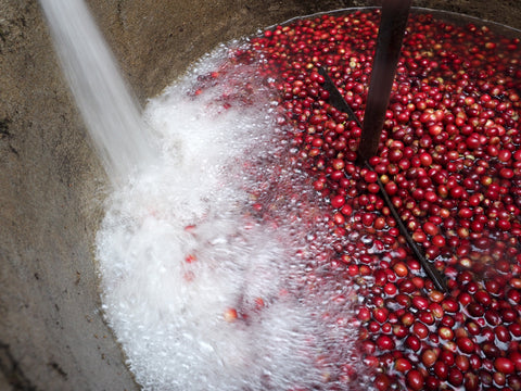washed coffee process