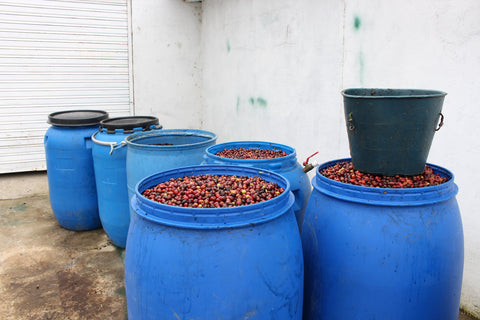 anaerobic coffee process