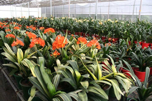 Variegated_sahin_twin_clivia_view.jpg