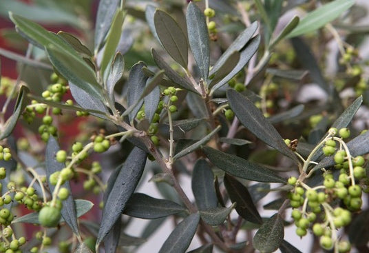 olive-fruit.jpg