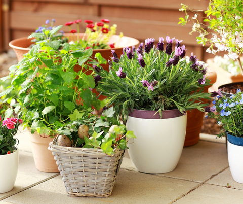 Secret Santa Gift Ideas Under SGD50: Potted Plants as Green Gifts