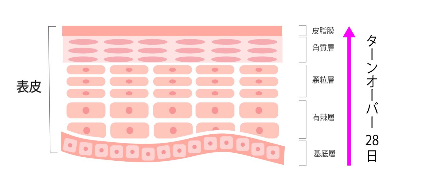 肌断面図　ターンオーバー