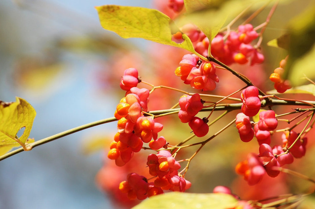 Bild von den Früchten eines blühenden Euonymus Strauches