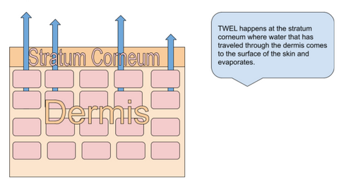 Process of TEWL (transepidermal water loss)