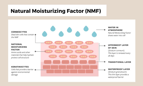 The skin's natural moisturizing factor