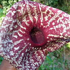 Lt Gen Satish Dua 🇮🇳 on Instagram: Duck flower, a.k.a, the pelican flower,  is a deciduous vine with one of the world's largest flowers that emits an  odor that smells like rotting