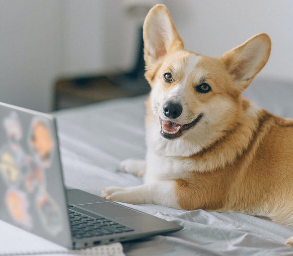 dog on laptop 