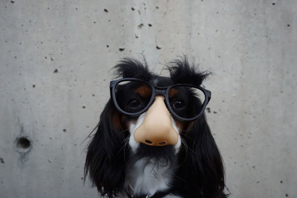 Dog wearing glasses 