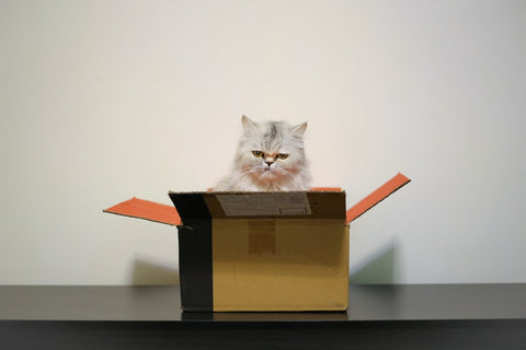 Cat in box | Paw Palz 