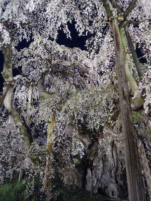 千年桜「三春の滝桜」 (11)