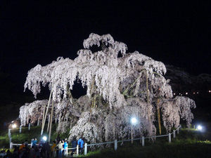 千年桜「三春の滝桜」 (13)
