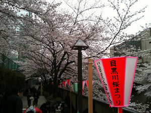 桜祭り！ (1)