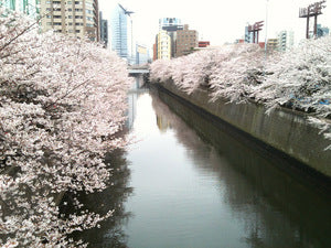 桜祭り！ (6)