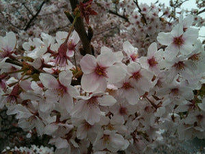 桜祭り！ (7)
