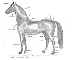horse-thumb