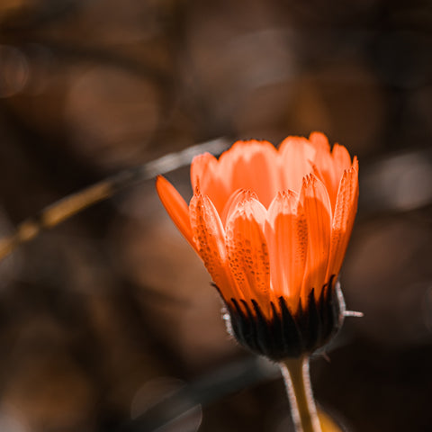 Calendula