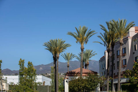 A view of mountains and palm trees near Lake Forest, California (CA)