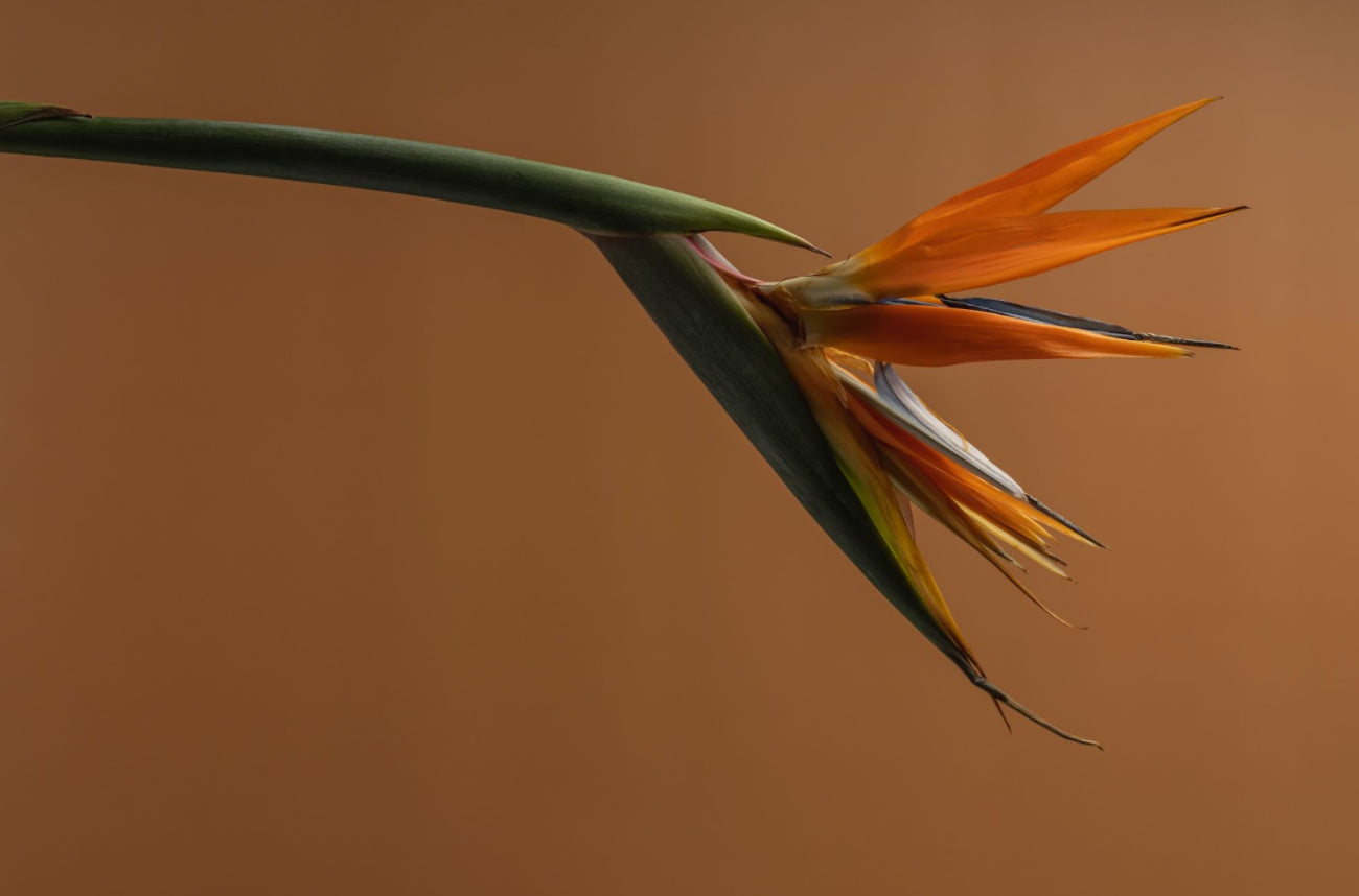 Blooming orange flower