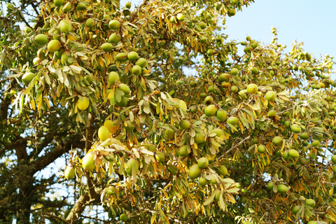 AURI-argantree-argantræ