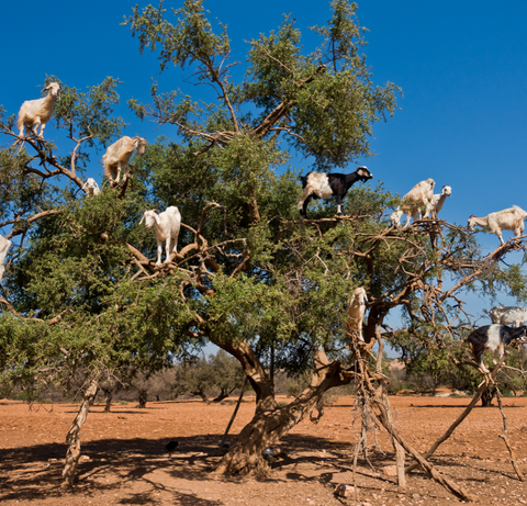 AURI-argantræ-geder-argantree-goats