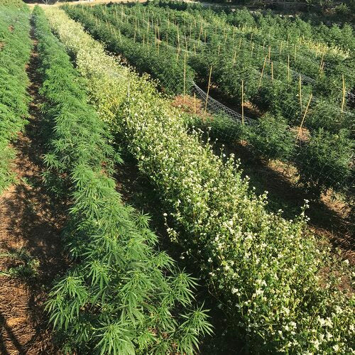 Buckwheat cover crop