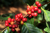 Coffee berries - Indonesia Shadow Grown