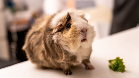 how big do guinea pigs get