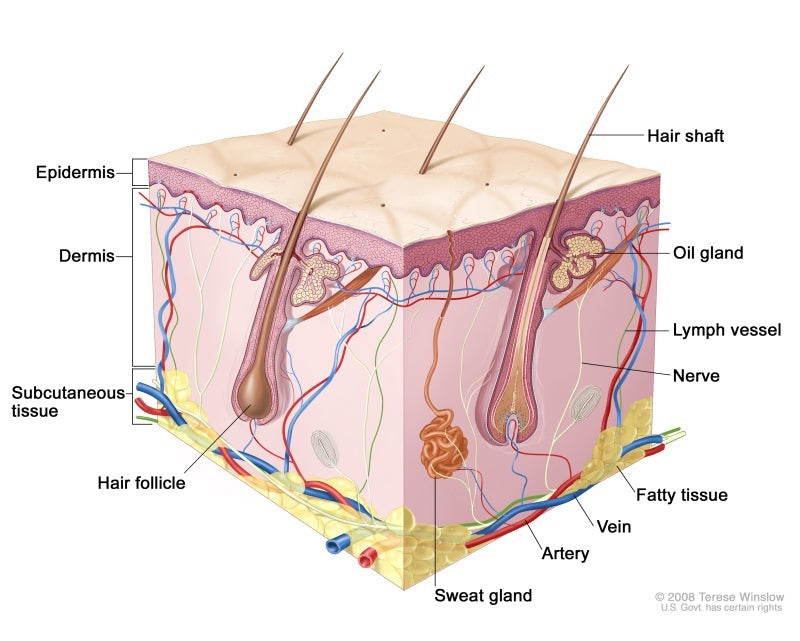 Can Vitamins Help With Hair Loss?