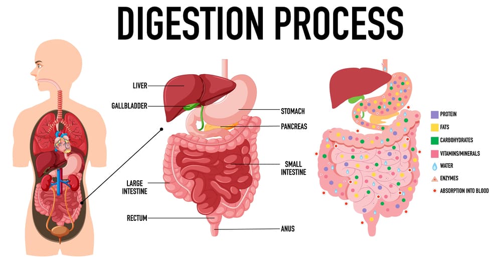 Digestive Problems and How to Cope with Them