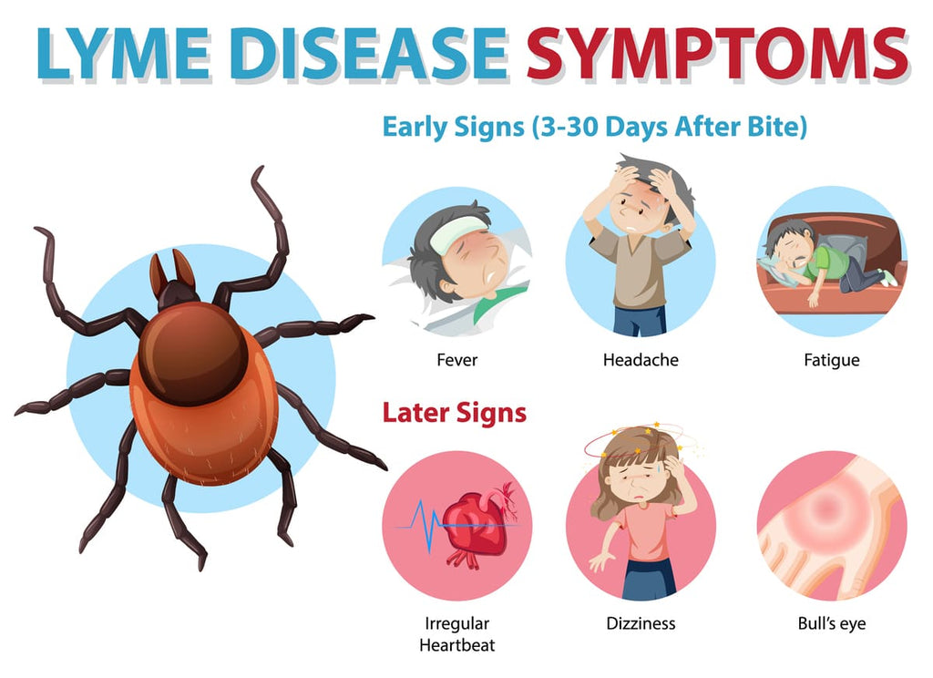 Lyme Disease (Borreliosis)