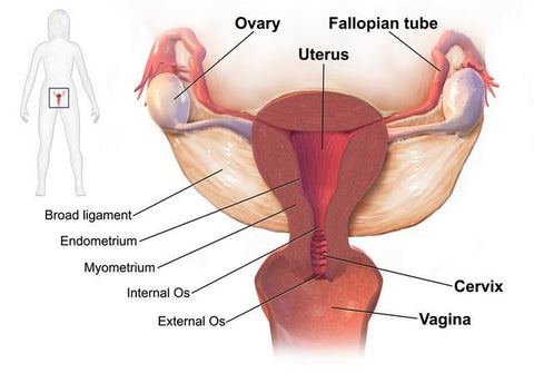 Bacterial Vaginosis