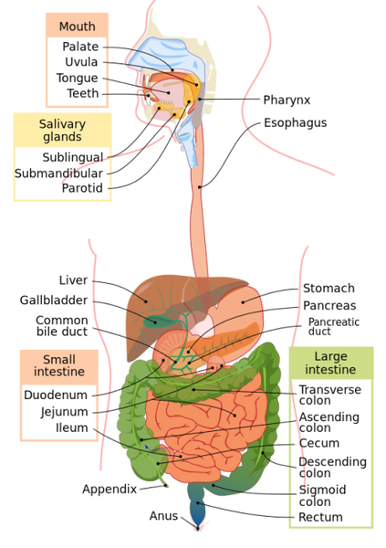 Benefits of Digestive Enzymes