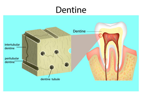 Dentinal Tubules, Tooth Sensitivity Cause